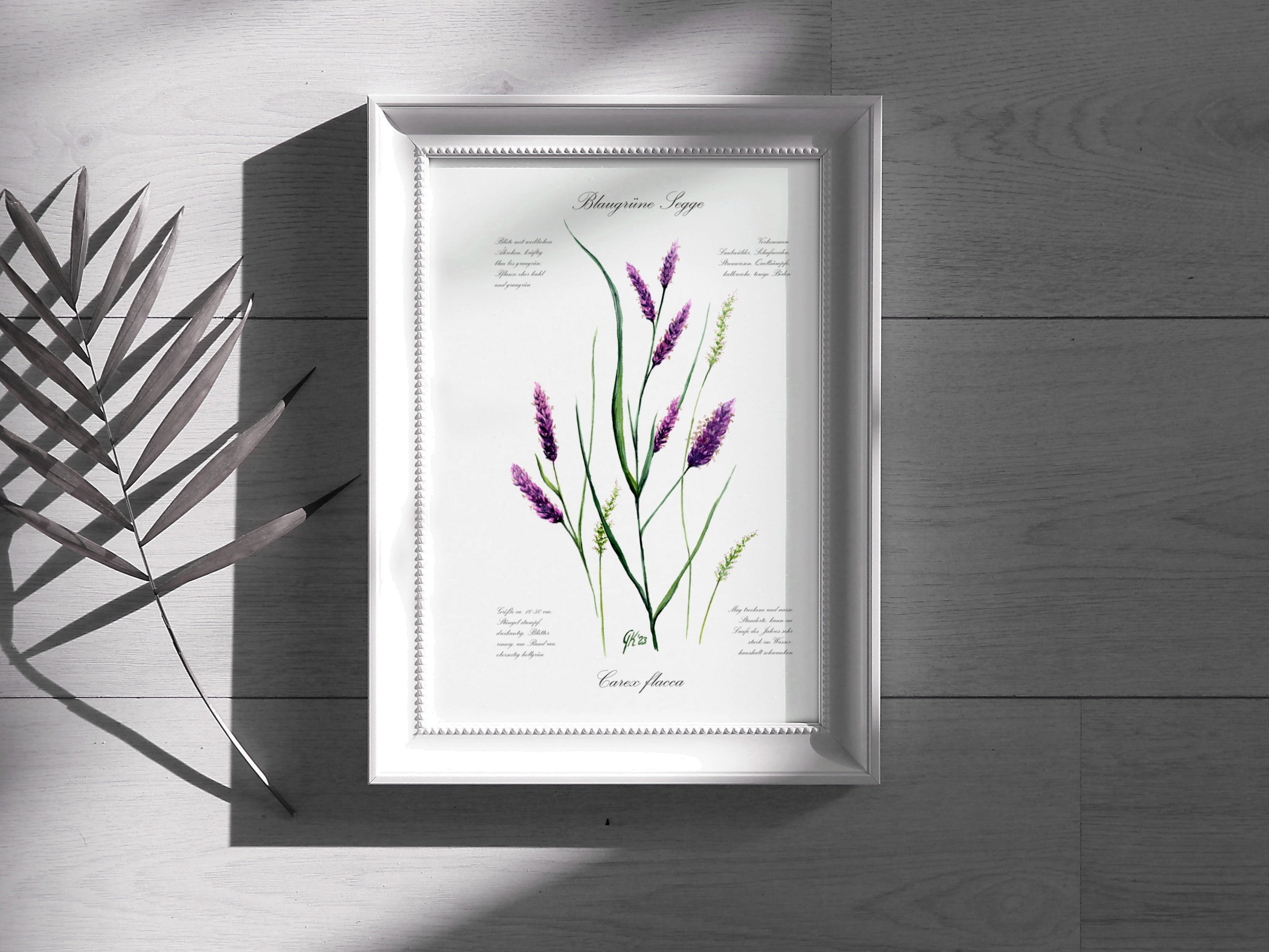 Blaugrüne Segge - Fine Art Print | A3 | A4