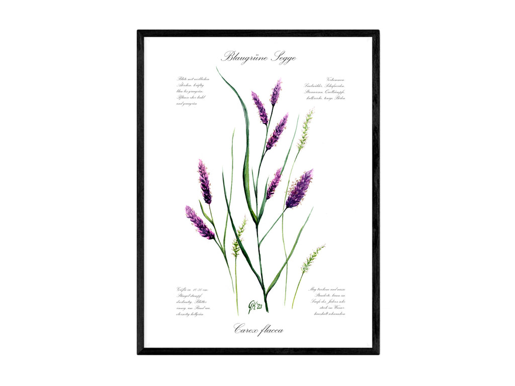 Blaugrüne Segge - Fine Art Print | A3 | A4