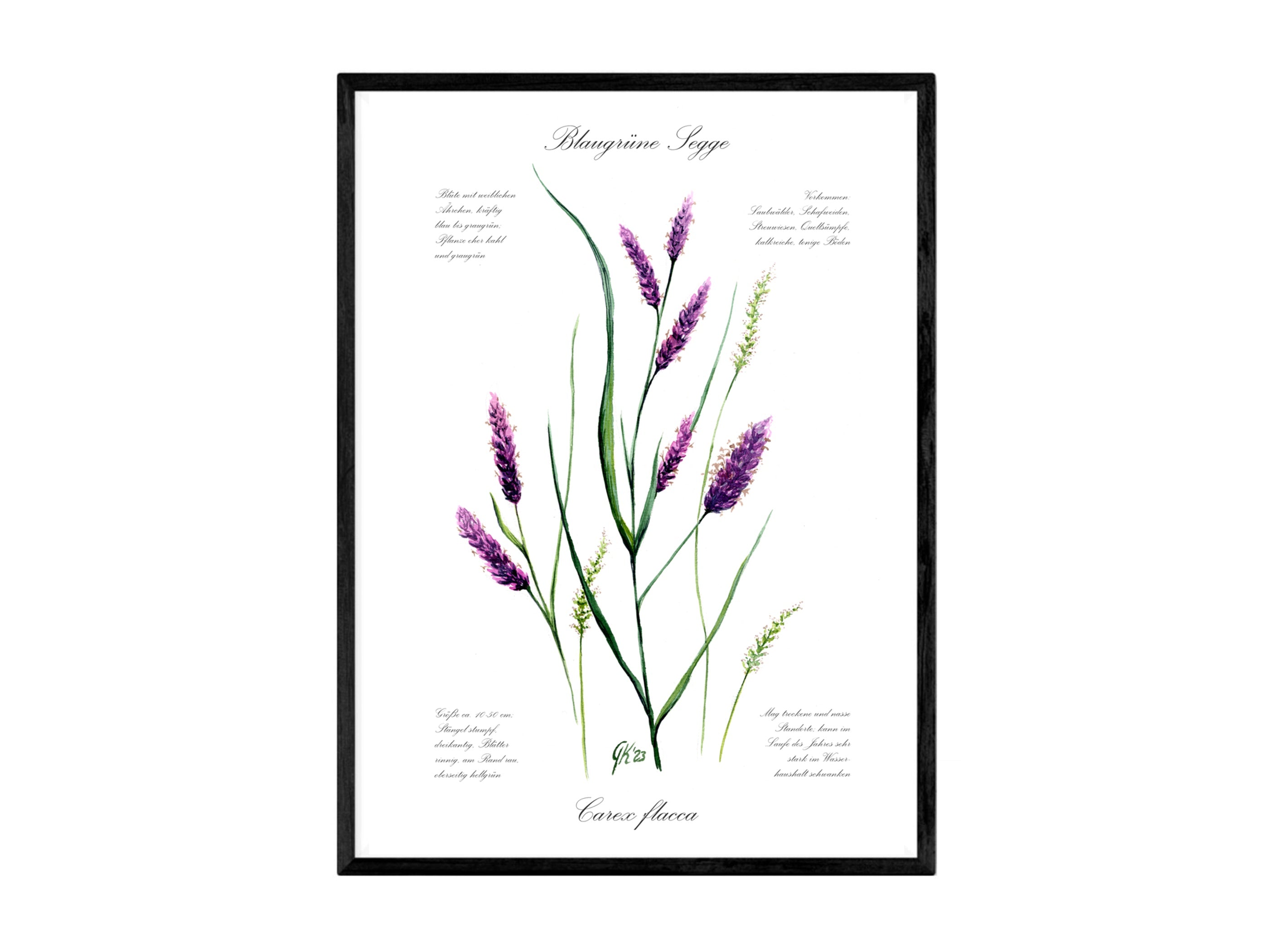 Blaugrüne Segge - Fine Art Print | A3 | A4