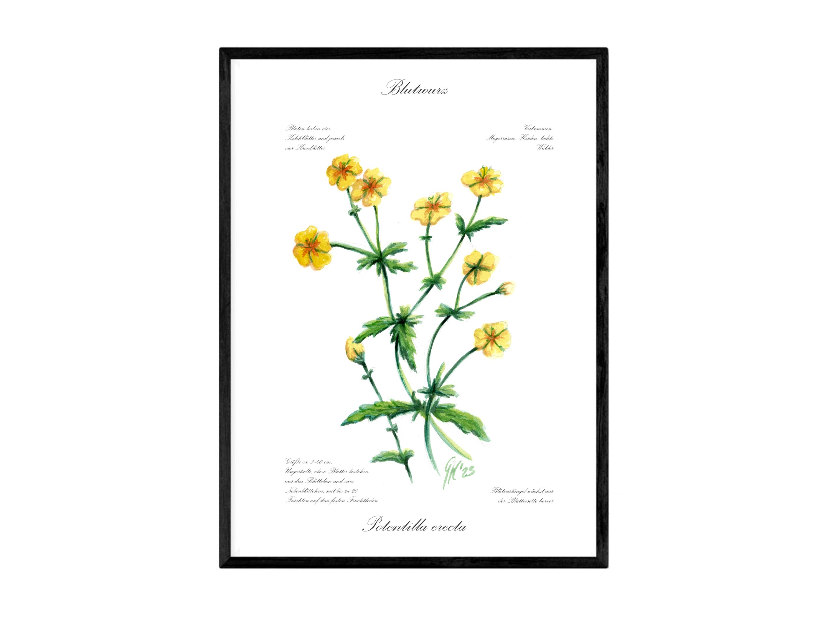 Blutwurz - Fine Art Print | A3 | A4