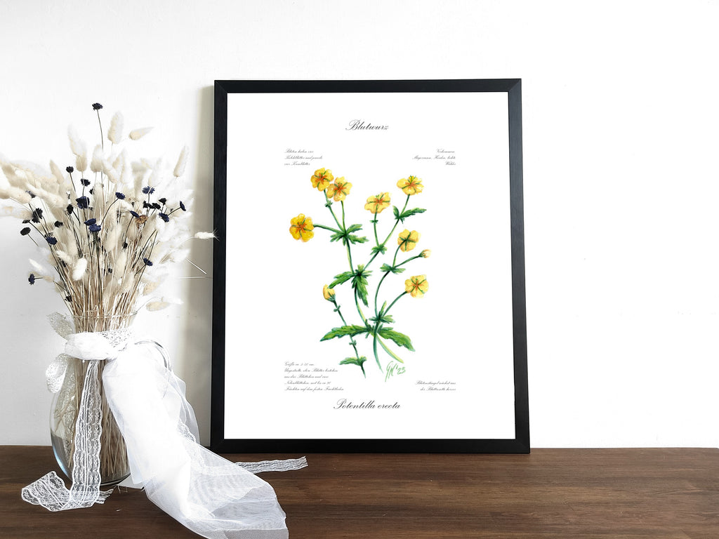 Blutwurz - Fine Art Print | A3 | A4