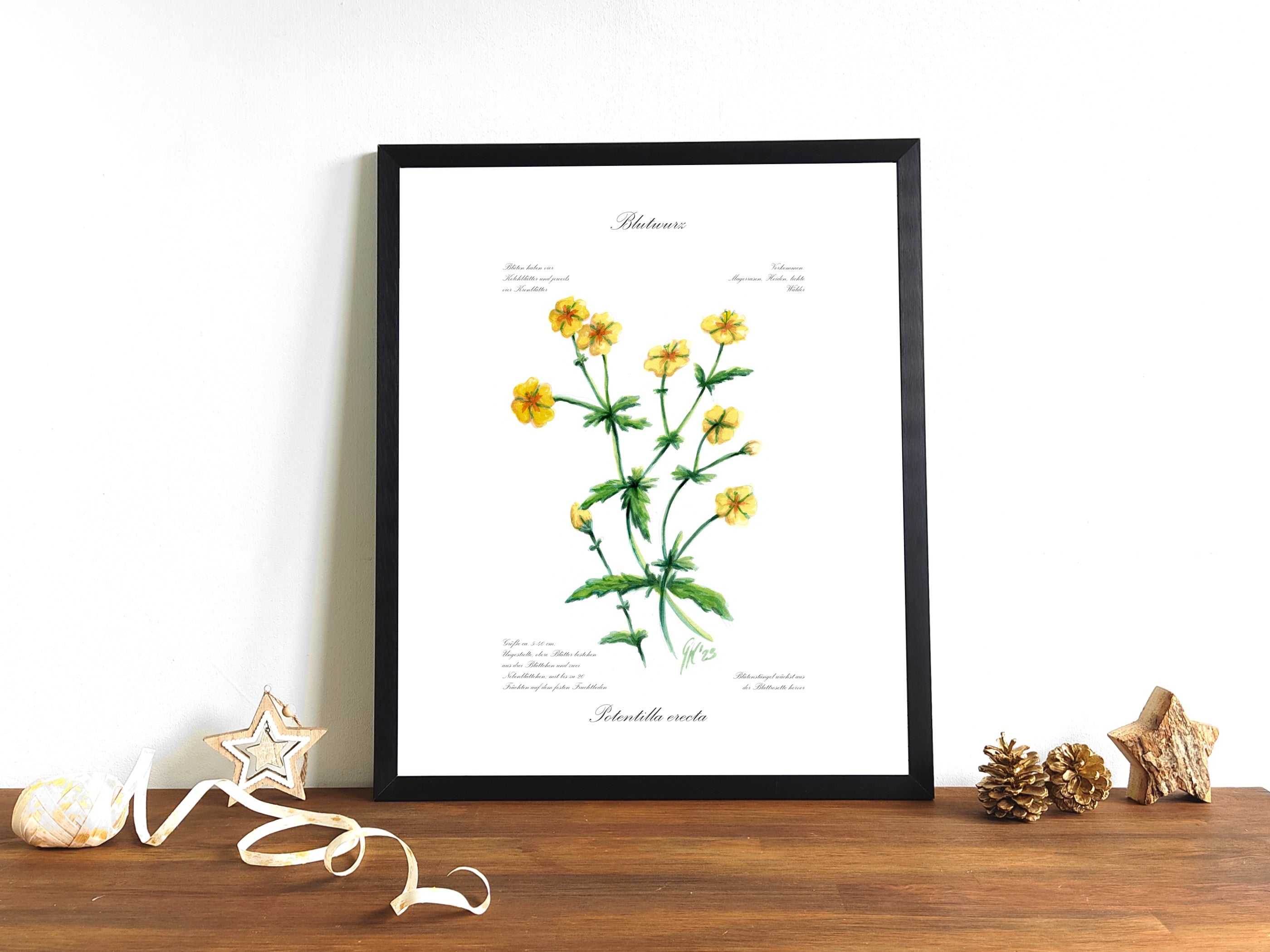 Blutwurz - Fine Art Print | A3 | A4