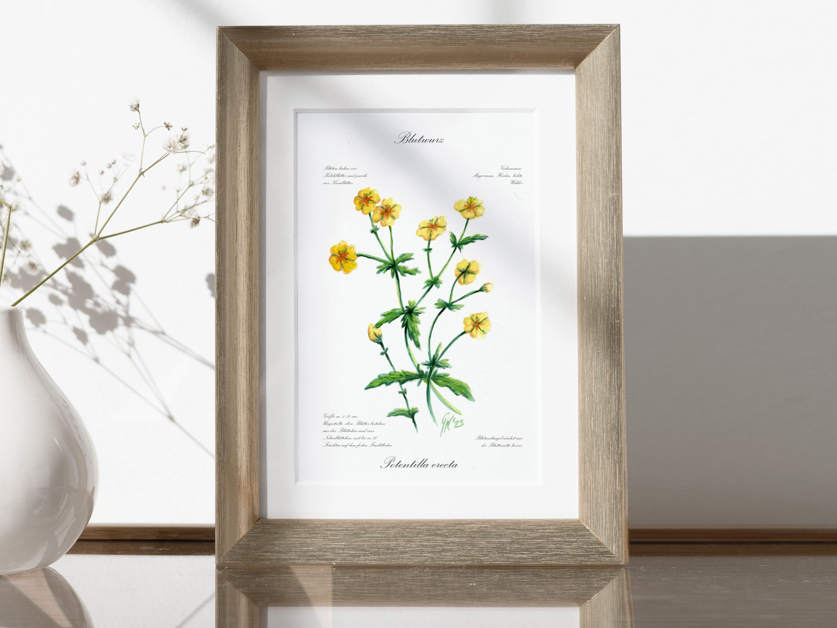 Blutwurz - Fine Art Print | A3 | A4