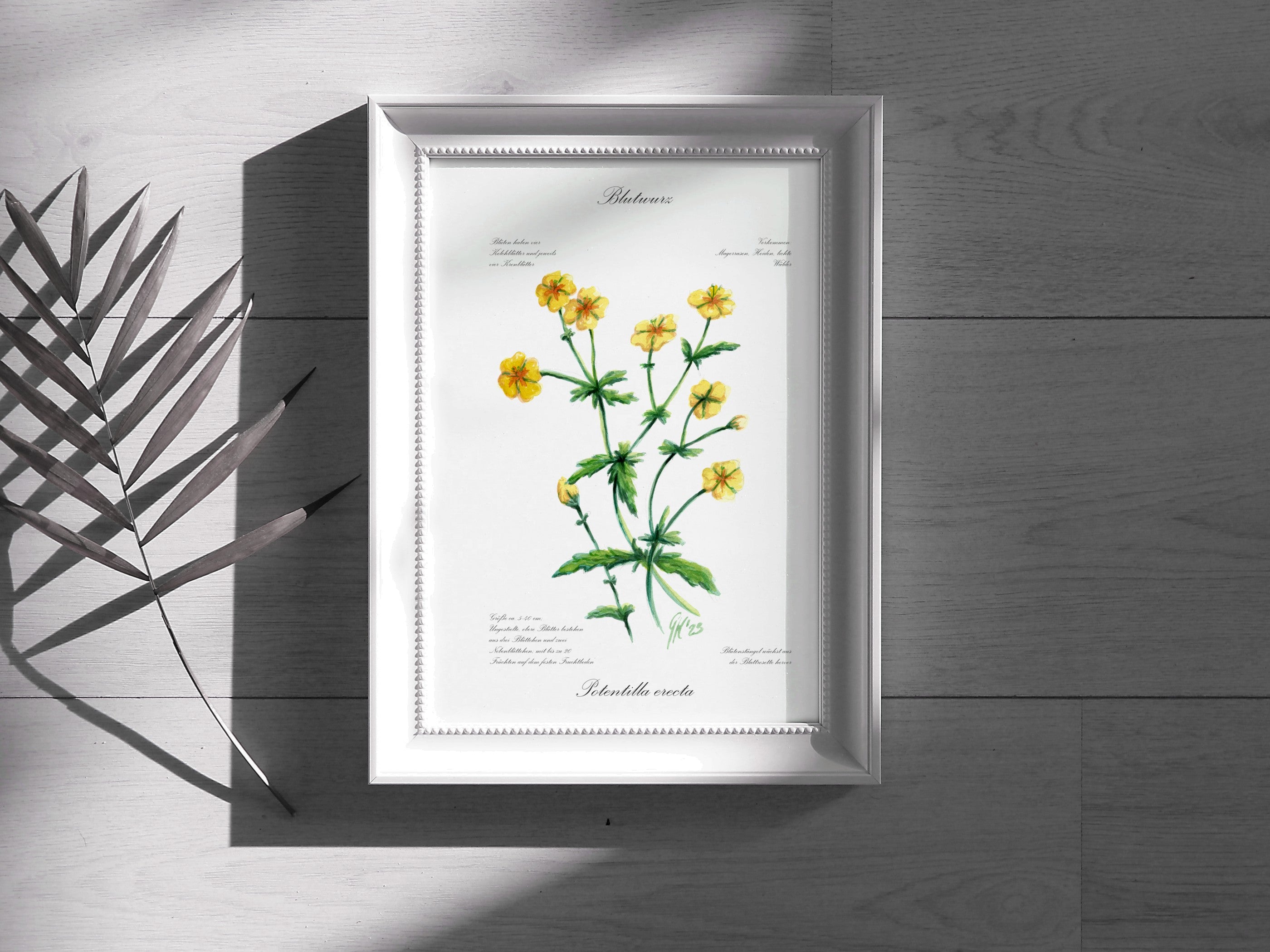 Blutwurz - Fine Art Print | A3 | A4