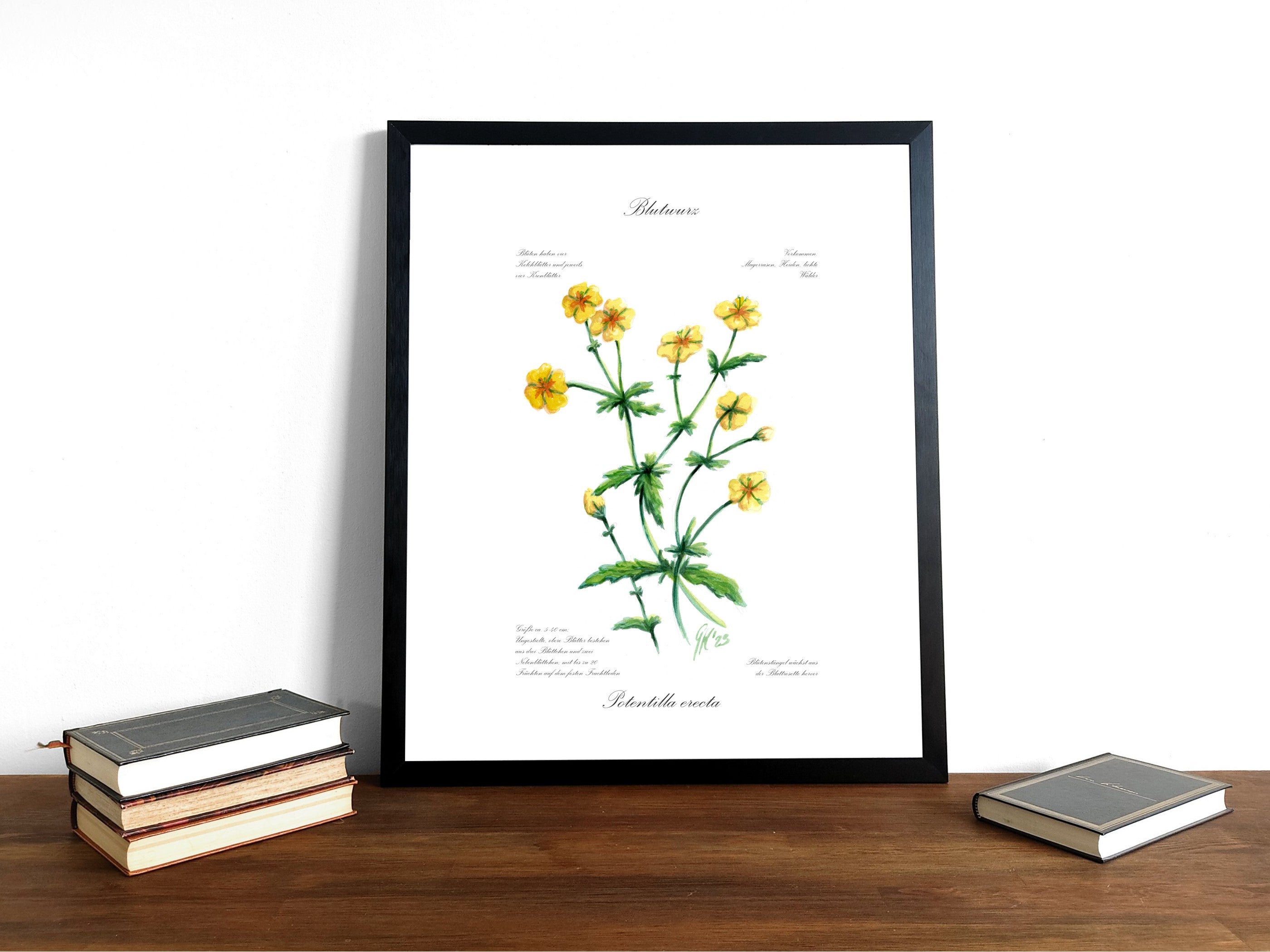 Blutwurz - Fine Art Print | A3 | A4
