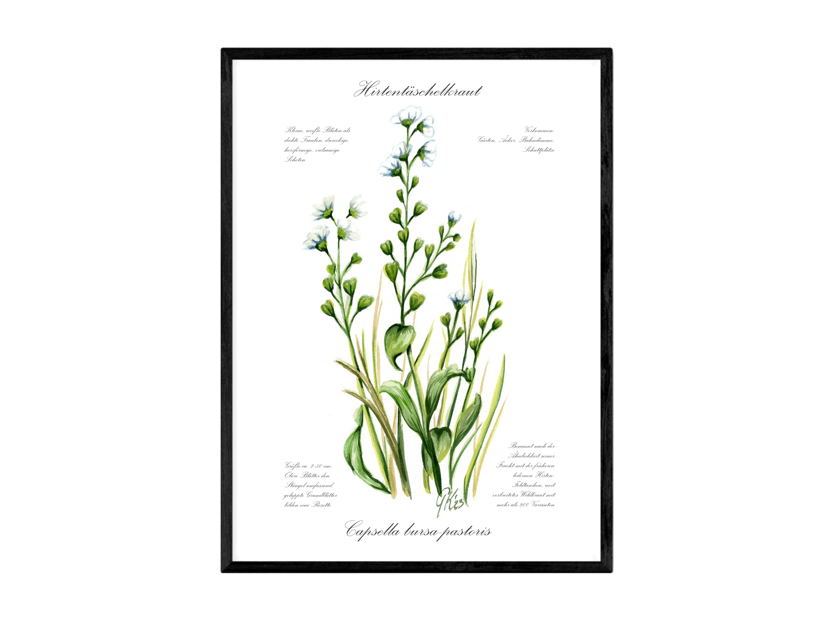 Hirtentaschenkraut - Fine Art Print | A3 | A4
