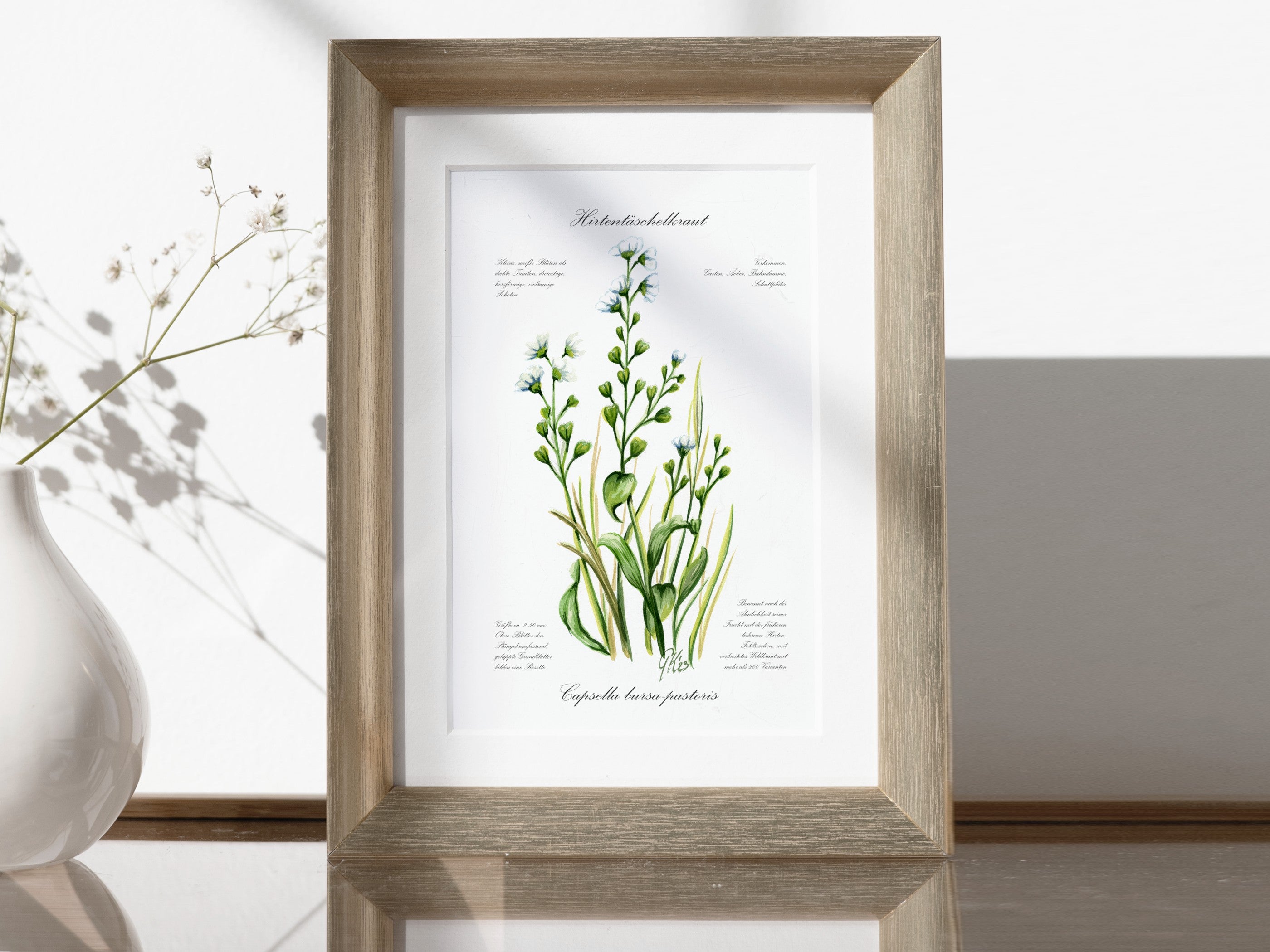 Hirtentaschenkraut - Fine Art Print | A3 | A4