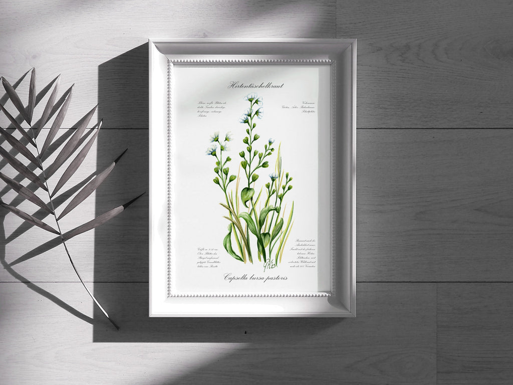 Hirtentaschenkraut - Fine Art Print | A3 | A4