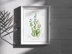 Hirtentaschenkraut - Fine Art Print | A3 | A4
