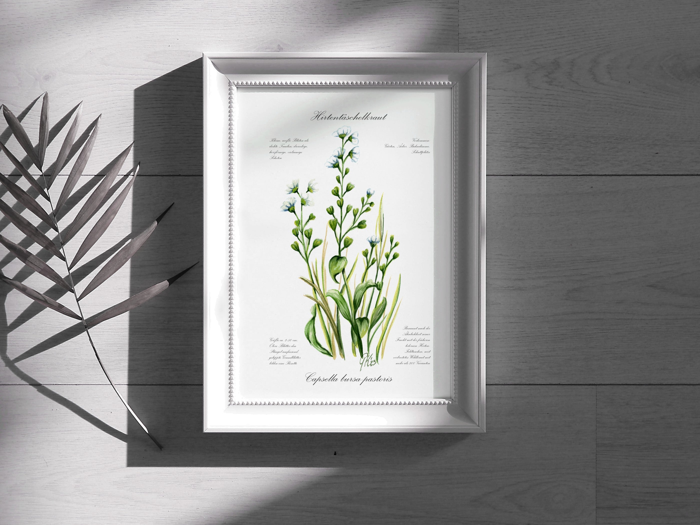 Hirtentaschenkraut - Fine Art Print | A3 | A4