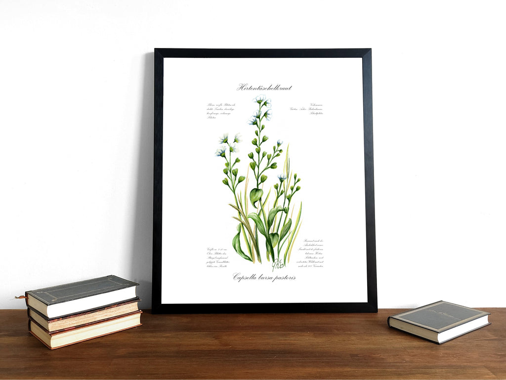 Hirtentaschenkraut - Fine Art Print | A3 | A4
