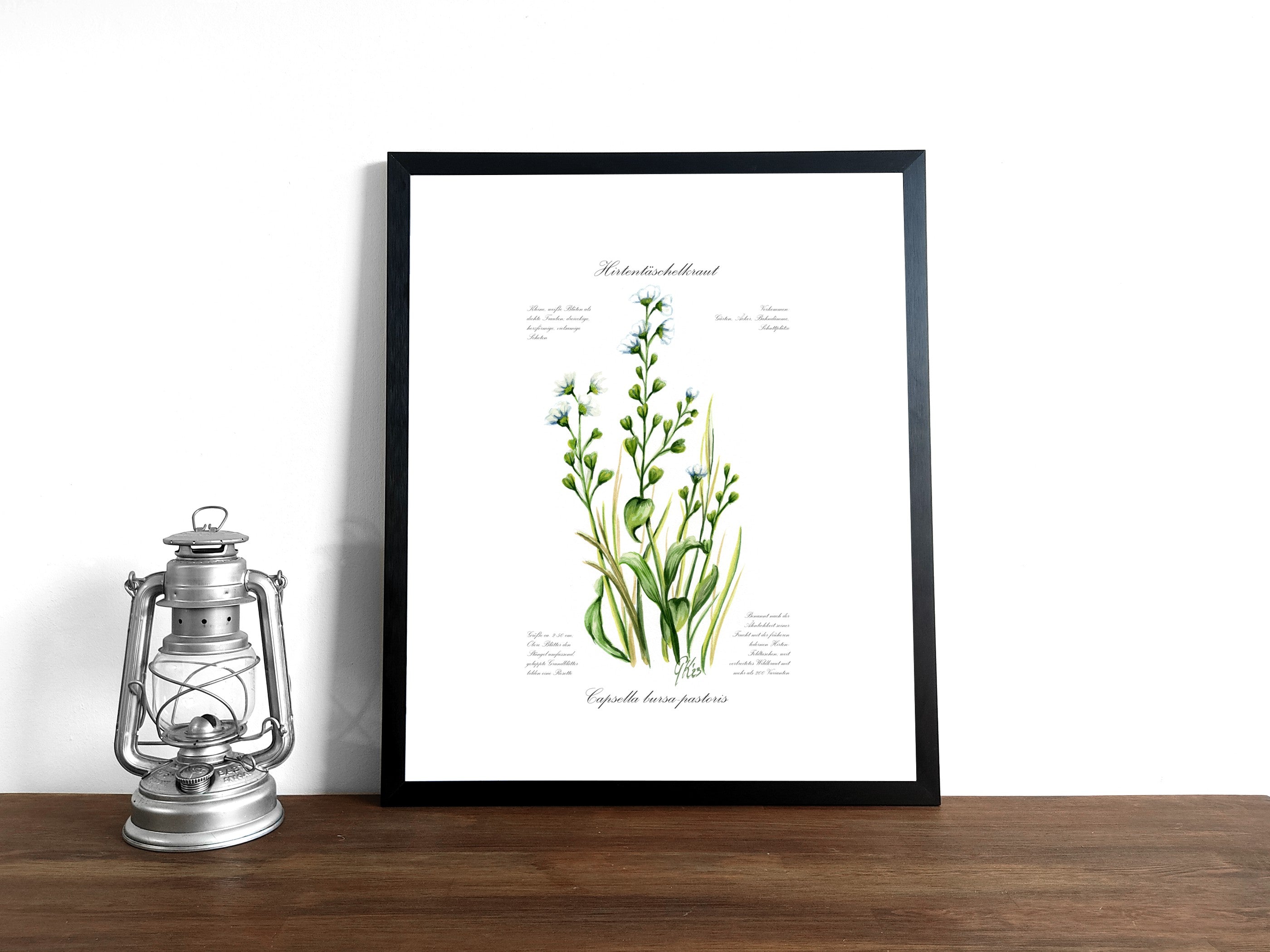 Hirtentaschenkraut - Fine Art Print | A3 | A4