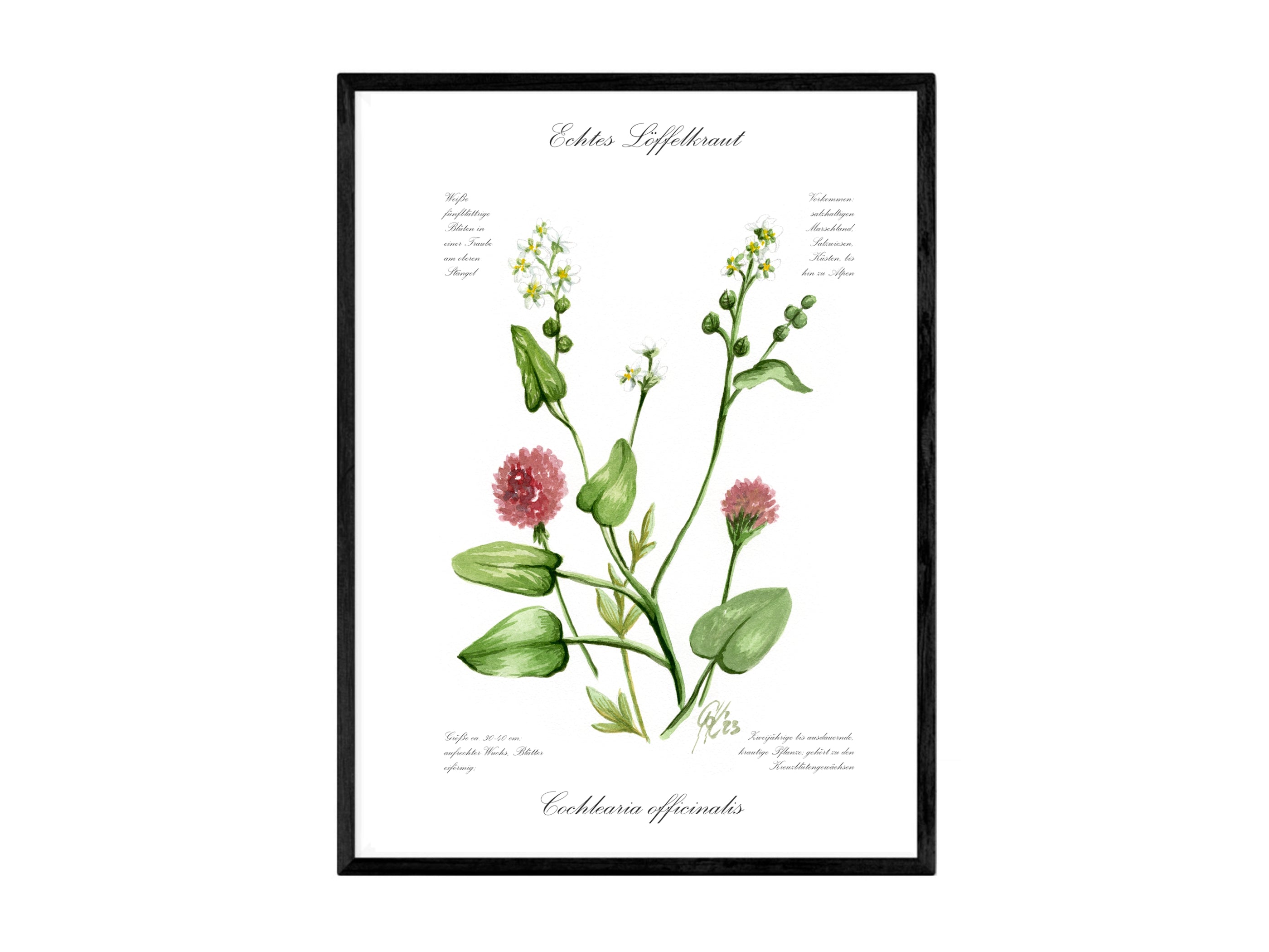 Löffelkraut - Fine Art Print | A3 | A4
