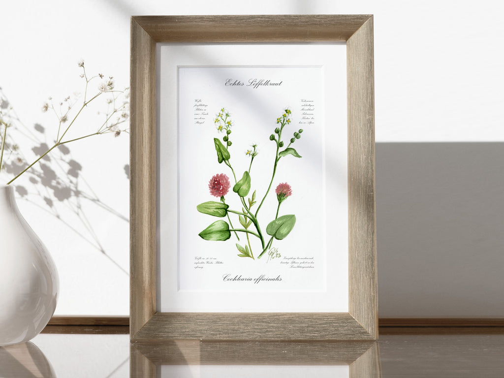 Löffelkraut - Fine Art Print | A3 | A4