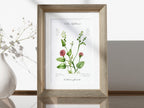 Löffelkraut - Fine Art Print | A3 | A4