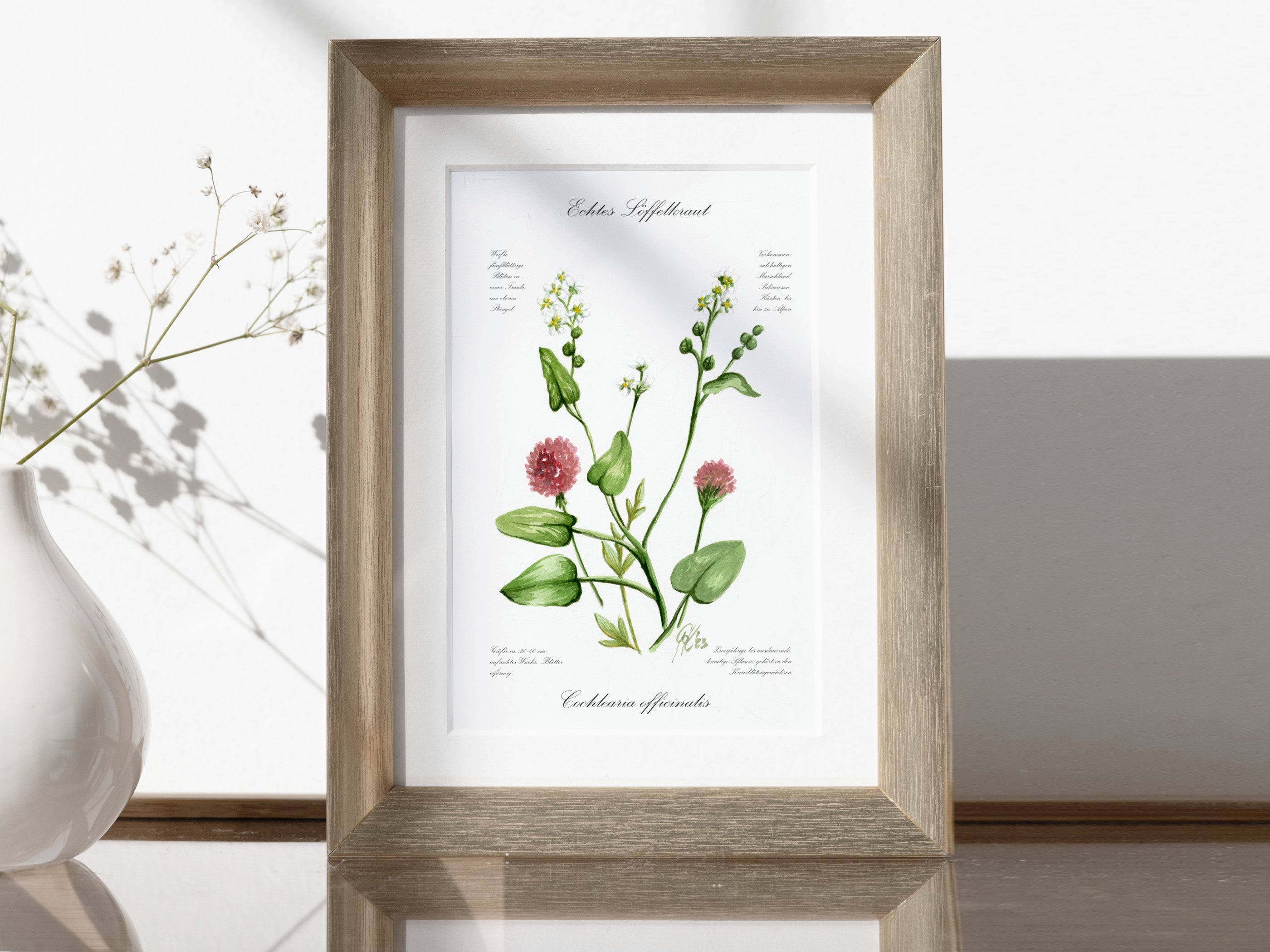Löffelkraut - Fine Art Print | A3 | A4