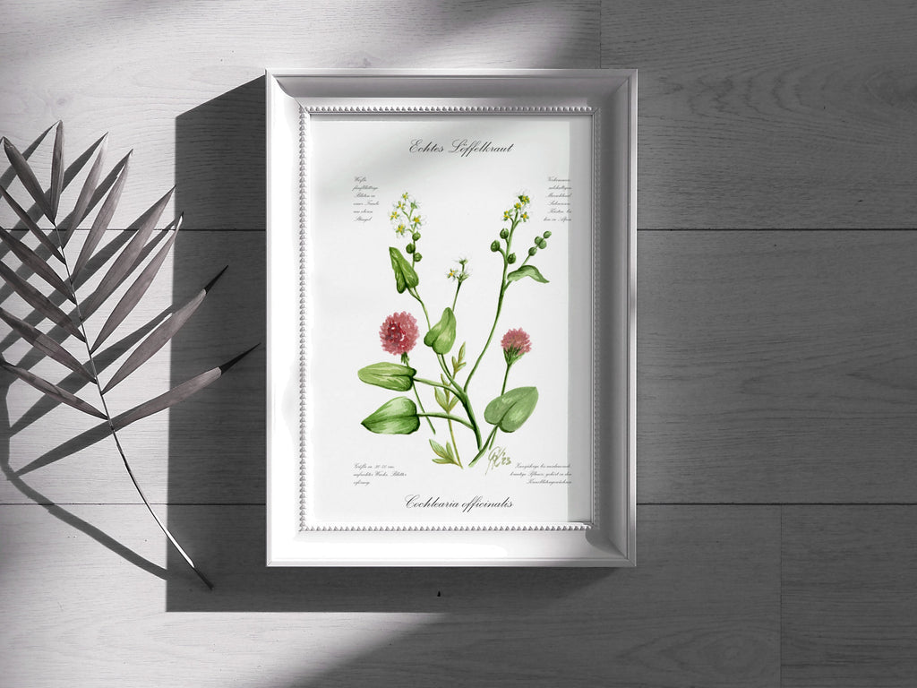Löffelkraut - Fine Art Print | A3 | A4