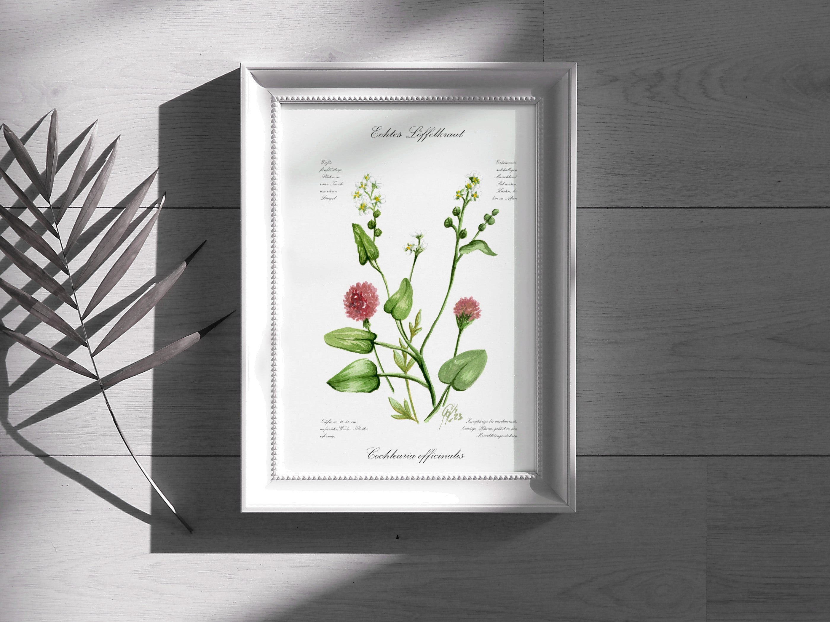 Löffelkraut - Fine Art Print | A3 | A4