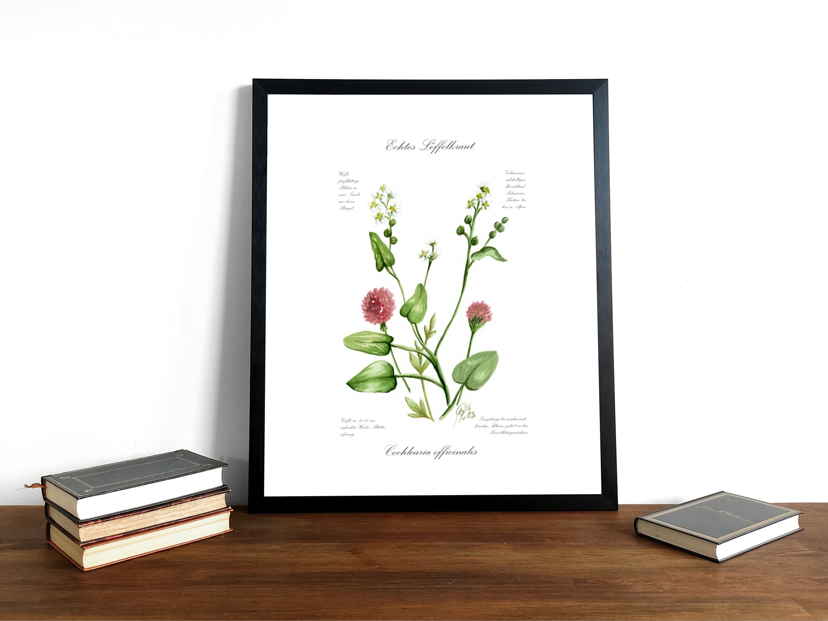 Löffelkraut - Fine Art Print | A3 | A4