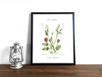 Löffelkraut - Fine Art Print | A3 | A4