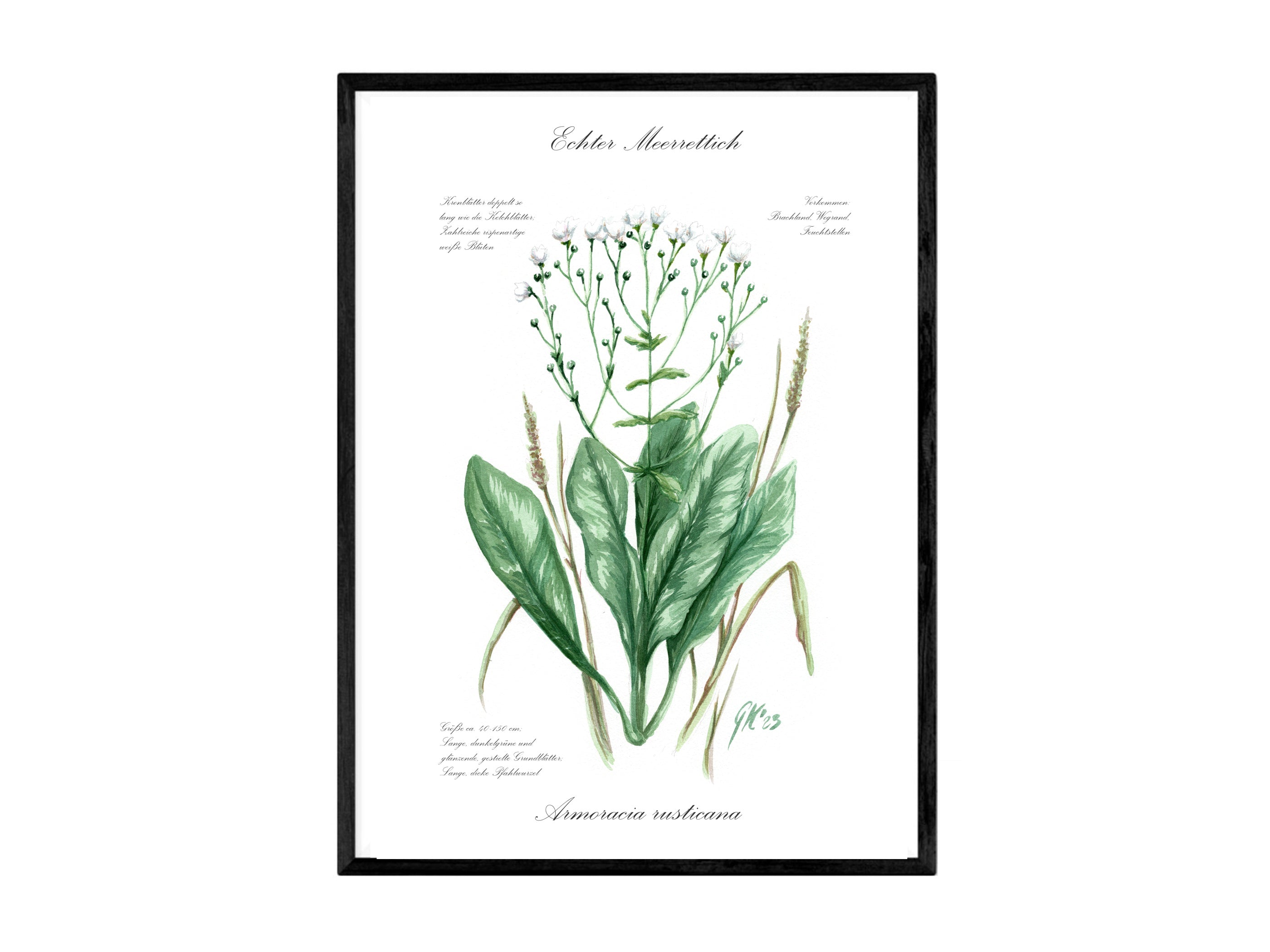 Echter Meerrettich - Fine Art Print | A3 | A4