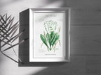 Echter Meerrettich - Fine Art Print | A3 | A4
