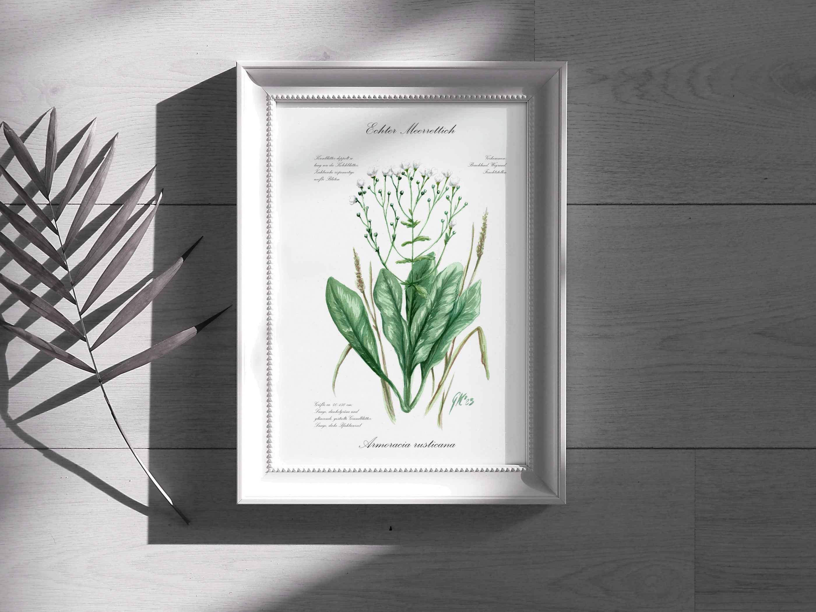 Echter Meerrettich - Fine Art Print | A3 | A4