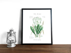 Echter Meerrettich - Fine Art Print | A3 | A4