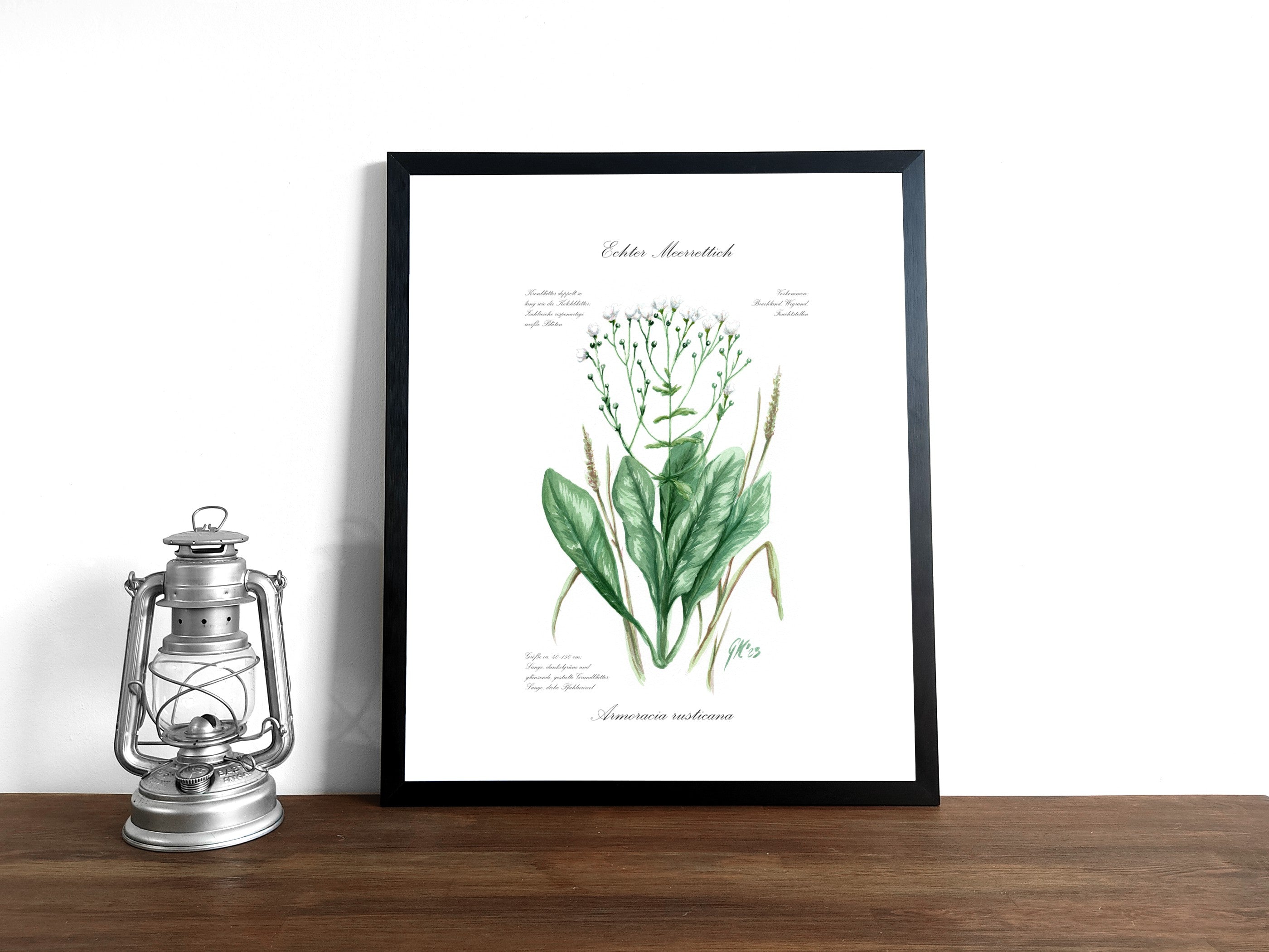 Echter Meerrettich - Fine Art Print | A3 | A4
