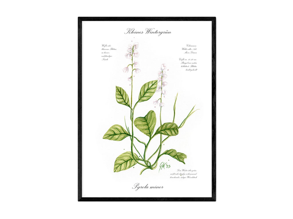 Kleines Wintergrün - Fine Art Print | A3 | A4