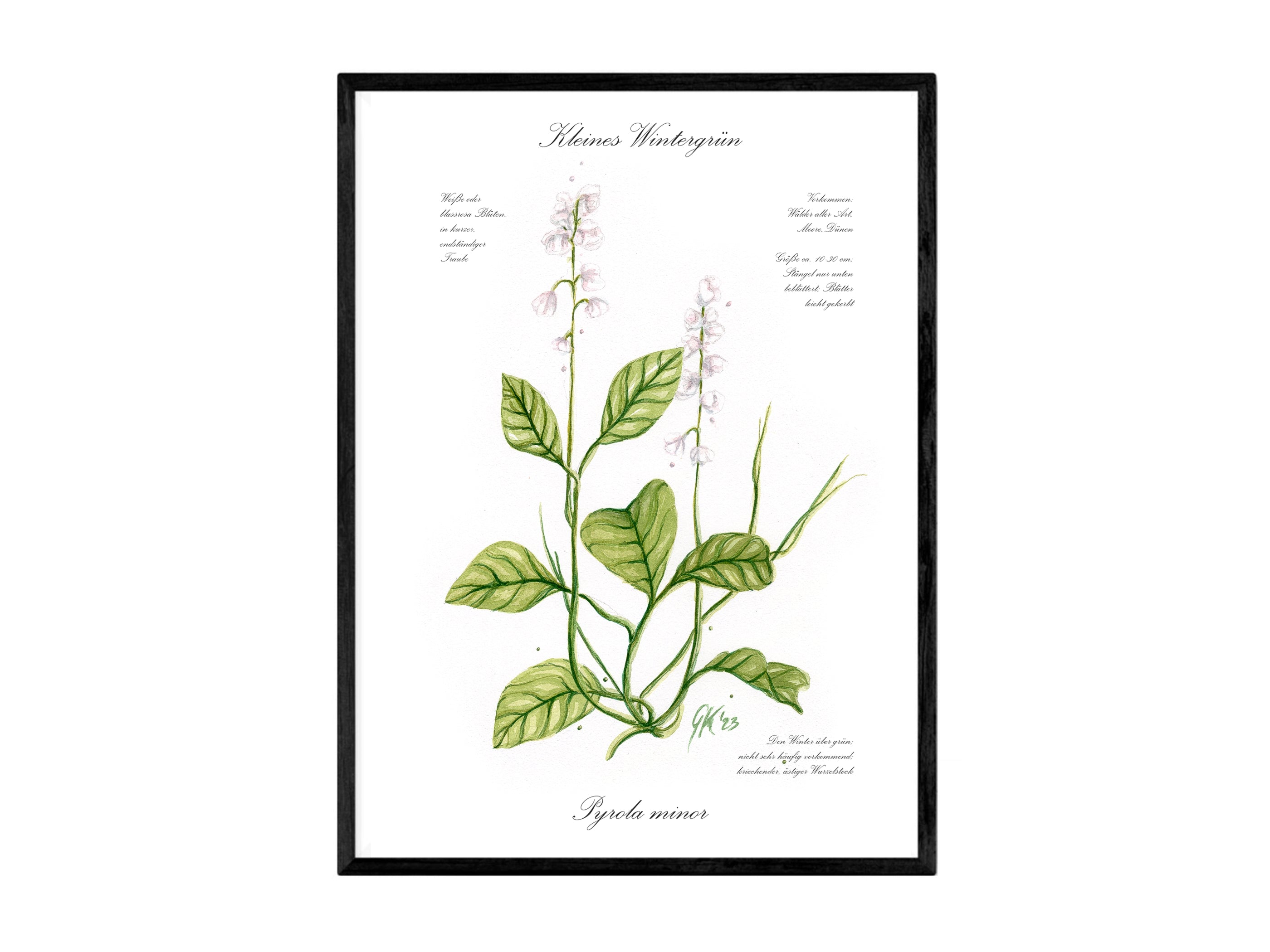 Kleines Wintergrün - Fine Art Print | A3 | A4