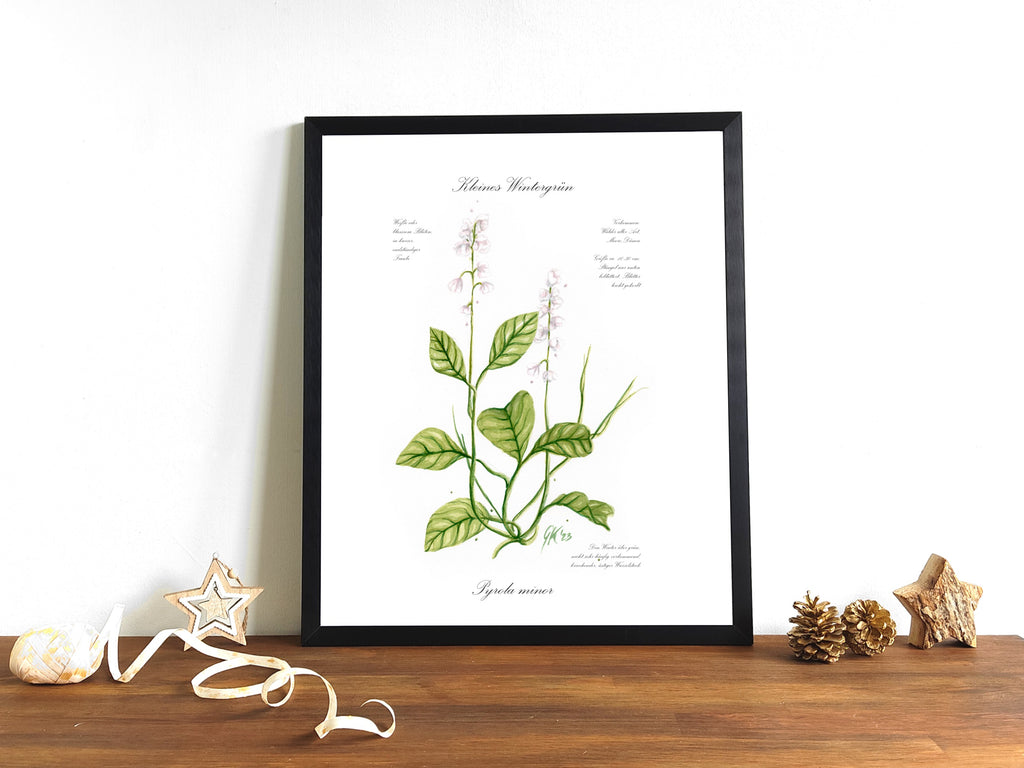 Kleines Wintergrün - Fine Art Print | A3 | A4