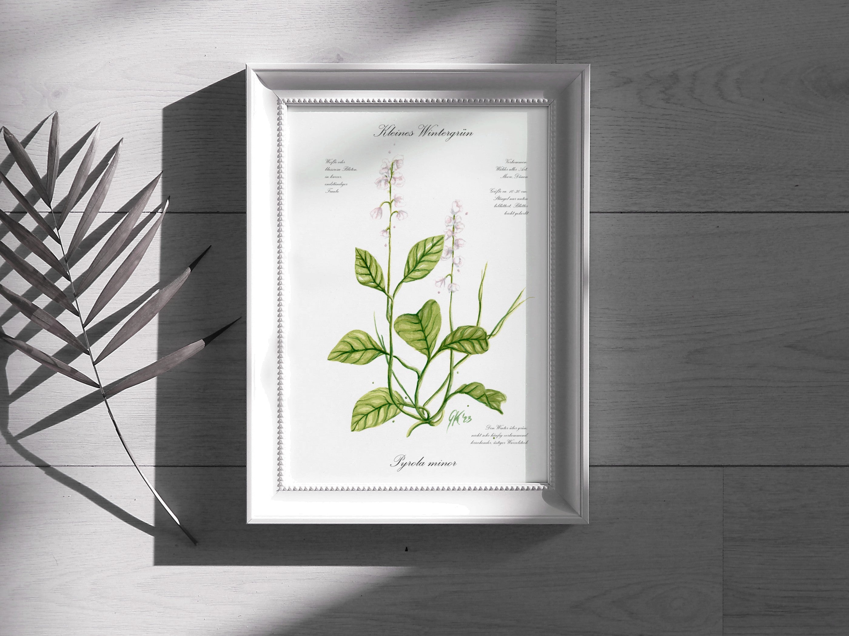 Kleines Wintergrün - Fine Art Print | A3 | A4