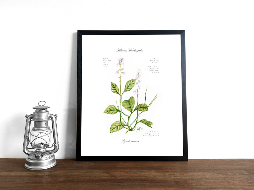 Kleines Wintergrün - Fine Art Print | A3 | A4