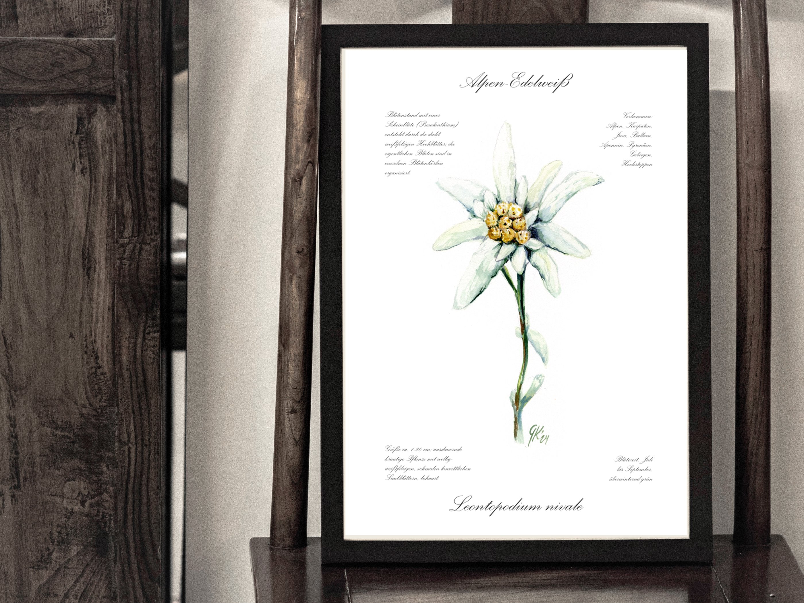 Edelweiß (fein) - Fine Art Print | A3 | A4