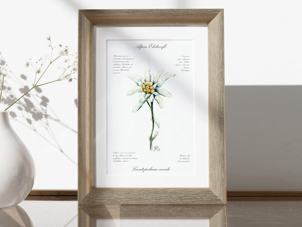 Edelweiß (fein) - Fine Art Print | A3 | A4