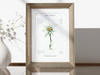 Edelweiß (fein) - Fine Art Print | A3 | A4