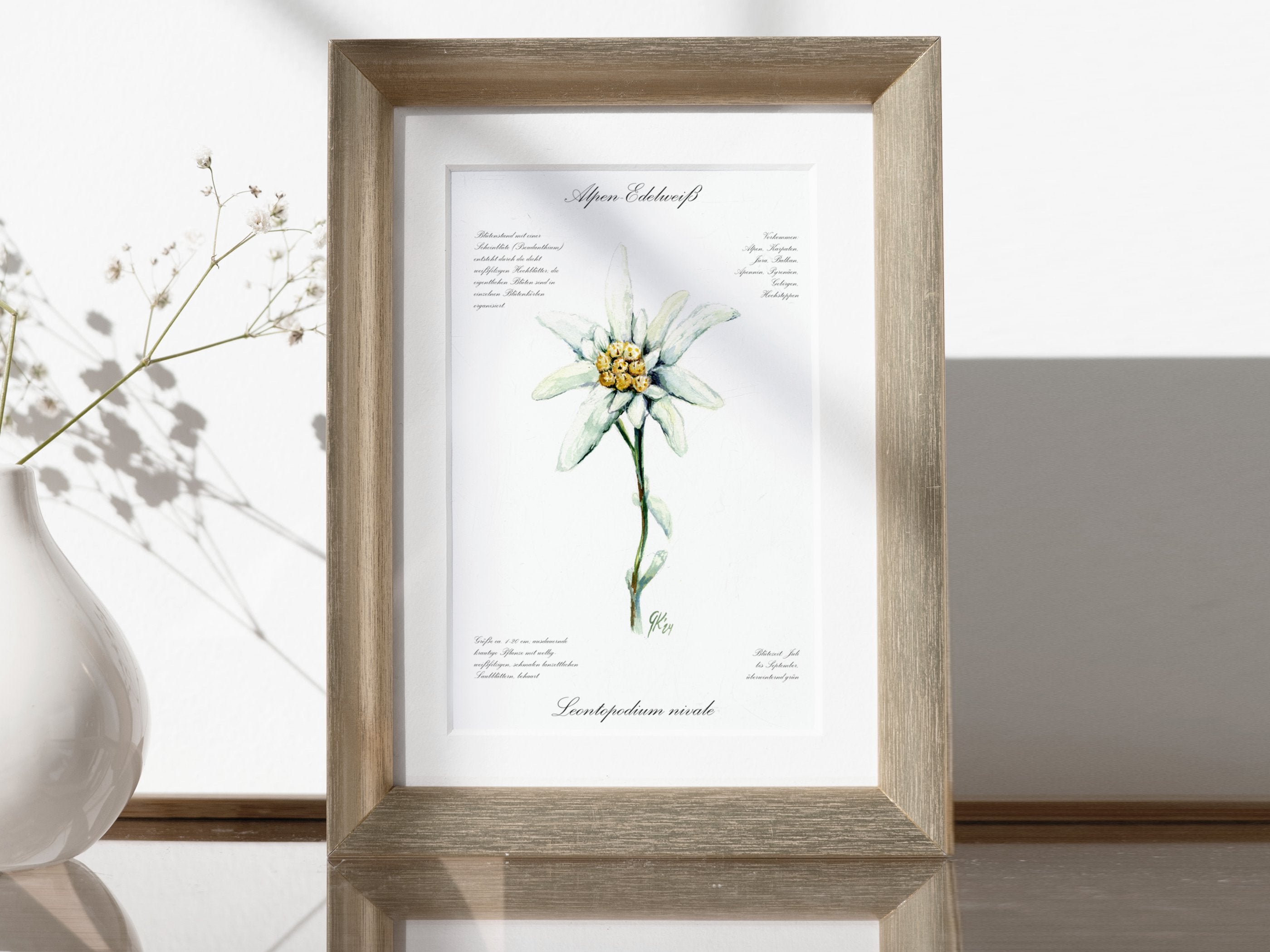 Edelweiß (fein) - Fine Art Print | A3 | A4
