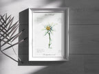 Edelweiß (fein) - Fine Art Print | A3 | A4