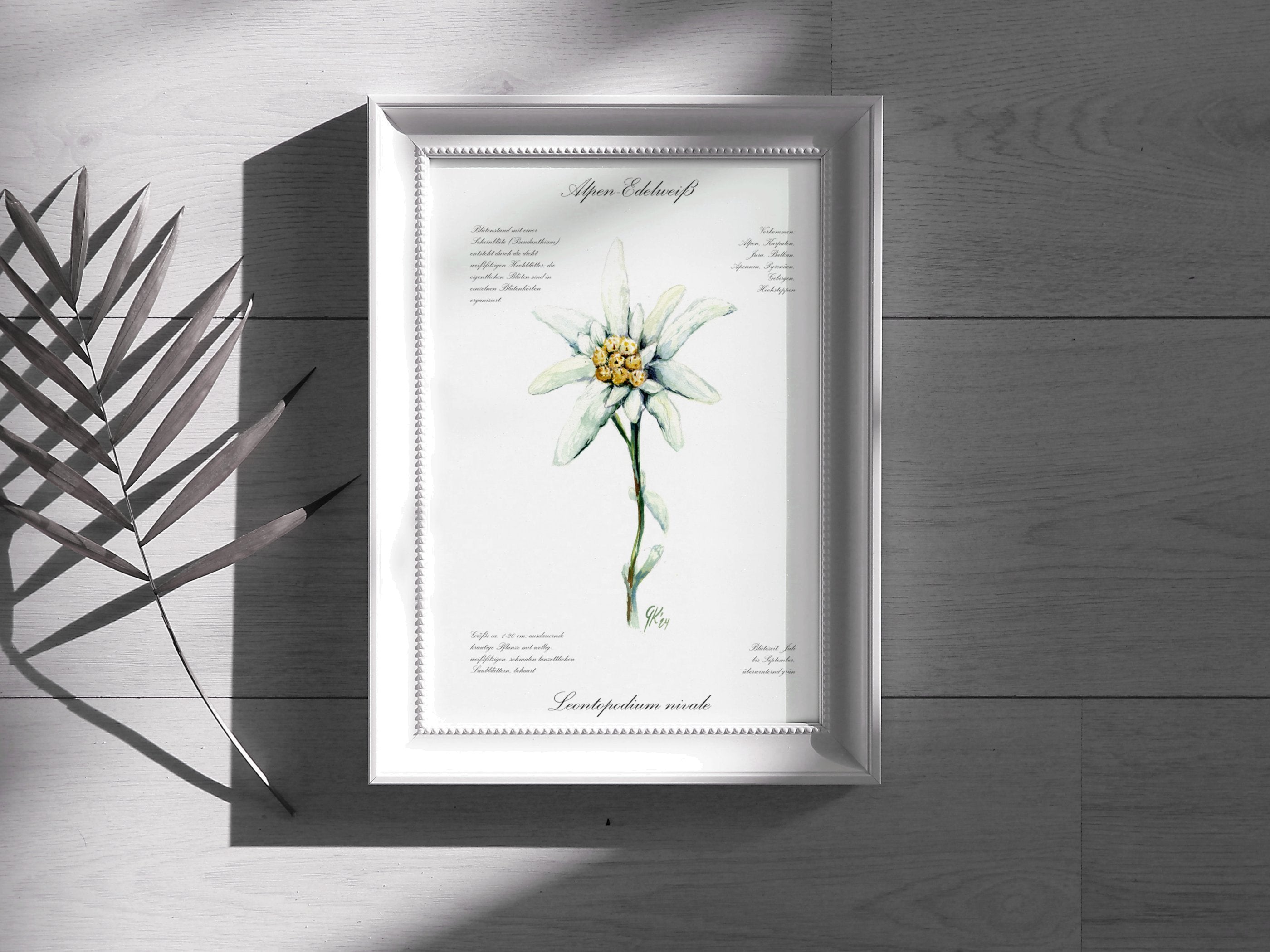Edelweiß (fein) - Fine Art Print | A3 | A4