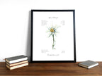 Edelweiß (fein) - Fine Art Print | A3 | A4