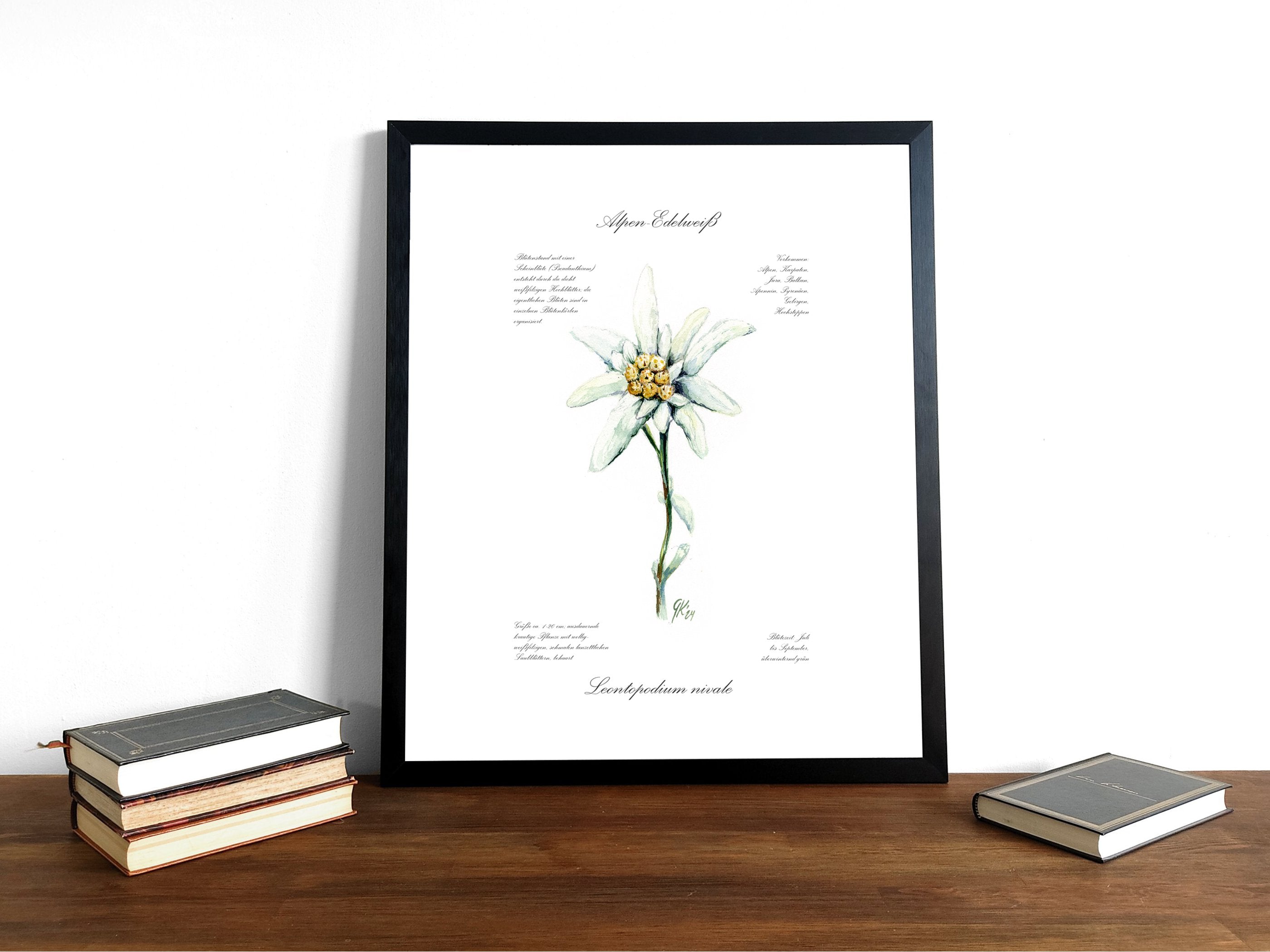 Edelweiß (fein) - Fine Art Print | A3 | A4