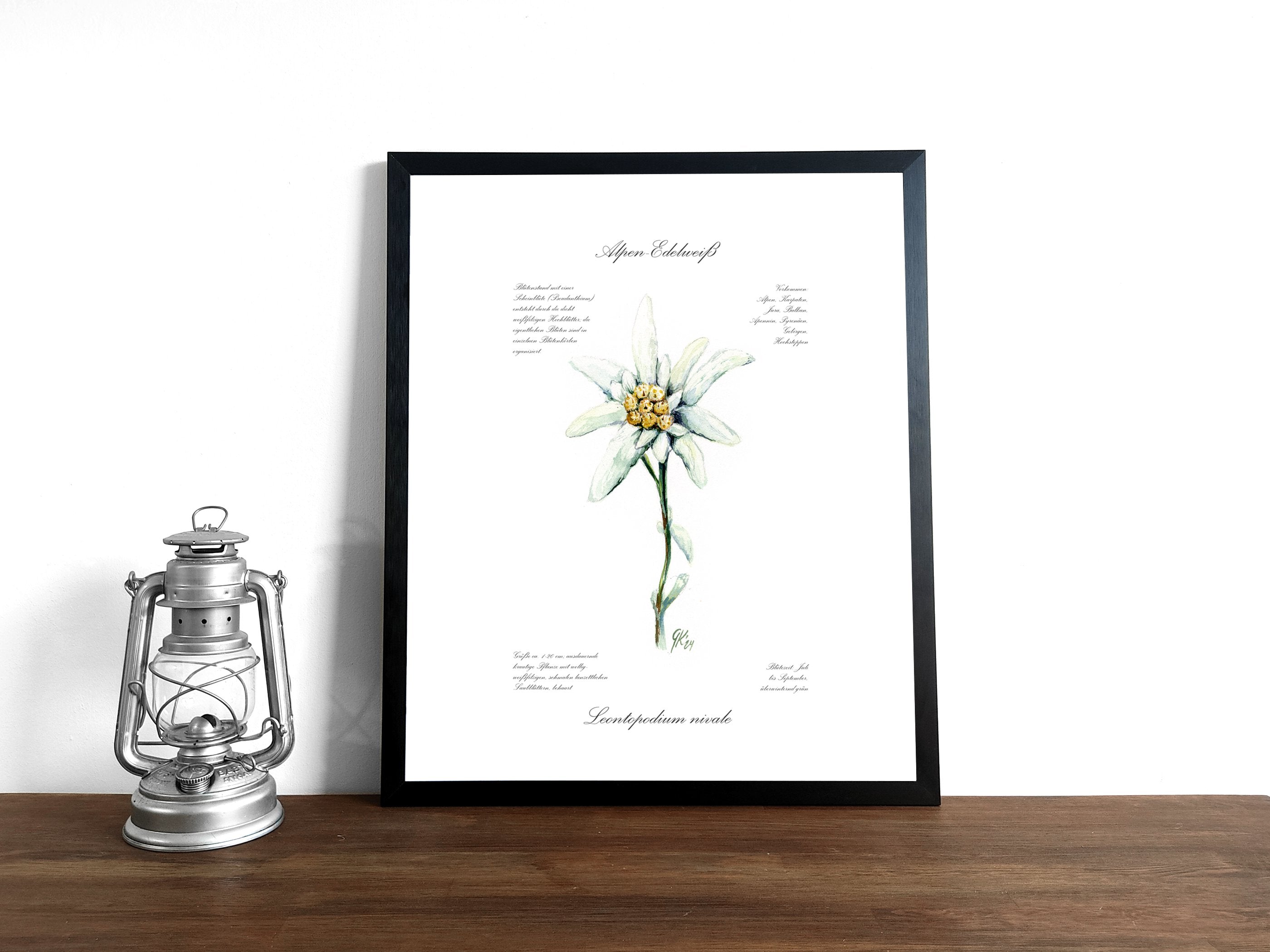 Edelweiß (fein) - Fine Art Print | A3 | A4