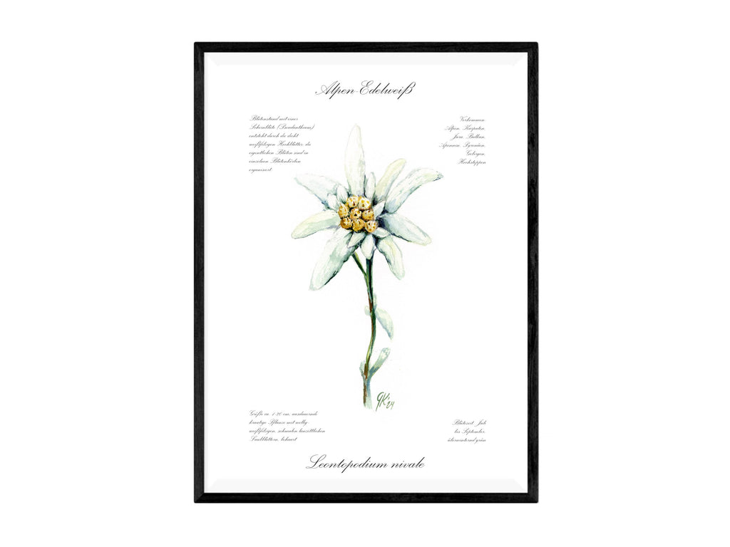 Edelweiß (fein) - Fine Art Print | A3 | A4