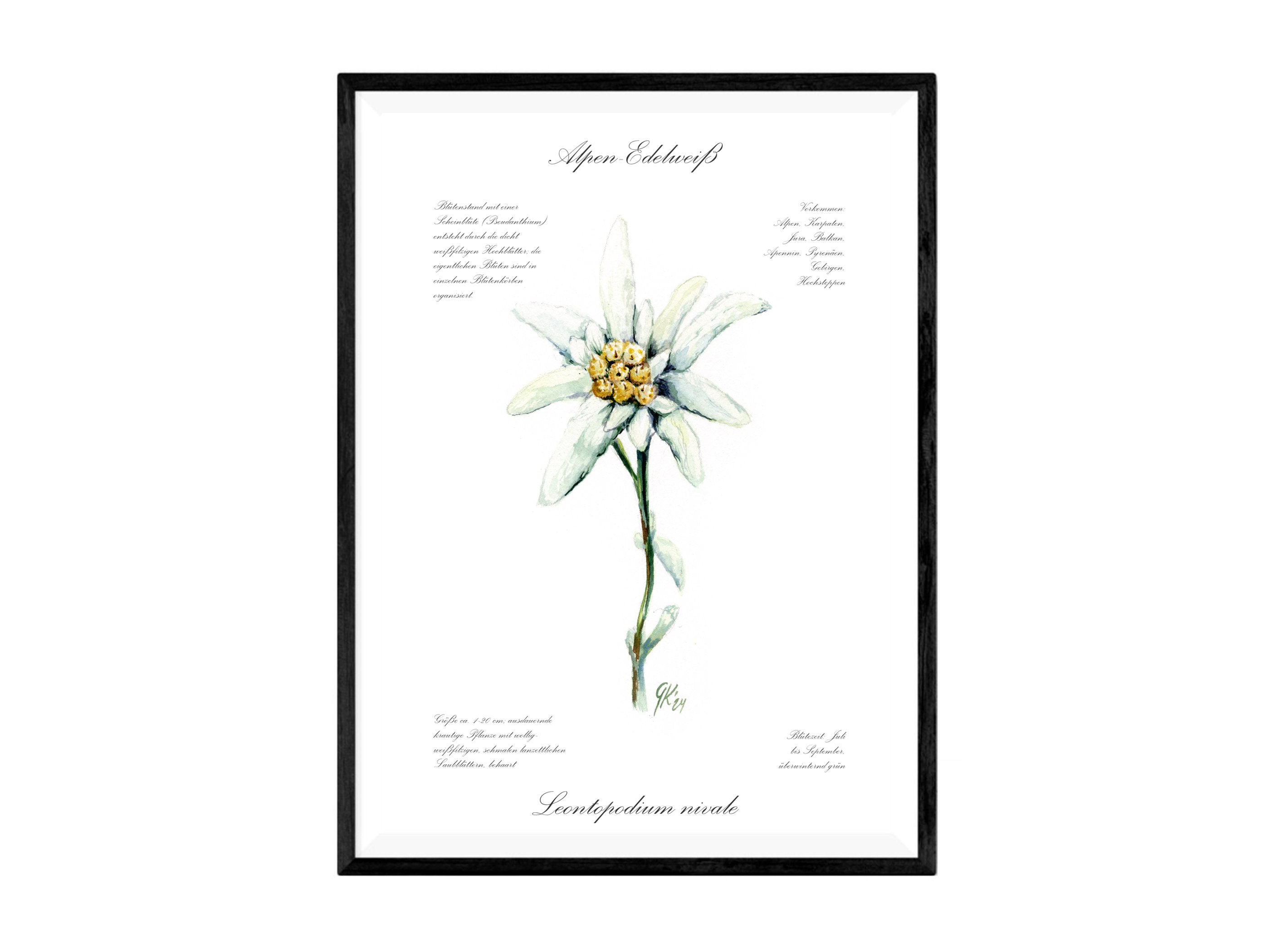 Edelweiß (fein) - Fine Art Print | A3 | A4