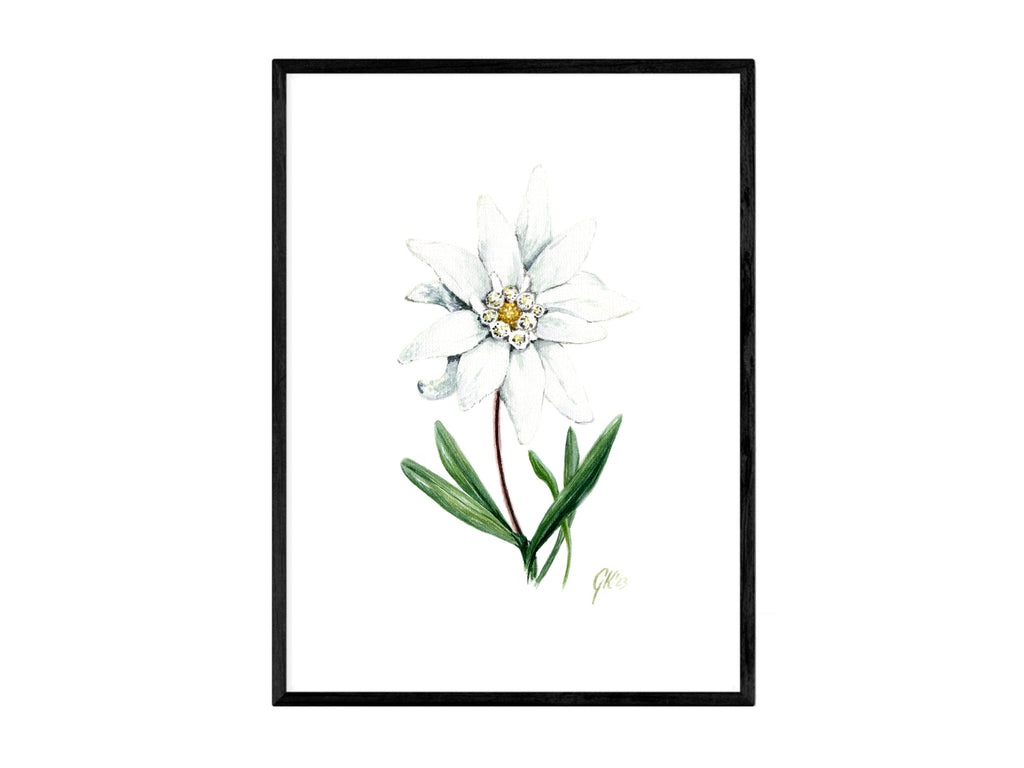 Edelweiß (strukturiert) - Fine Art Print | A3 | A4