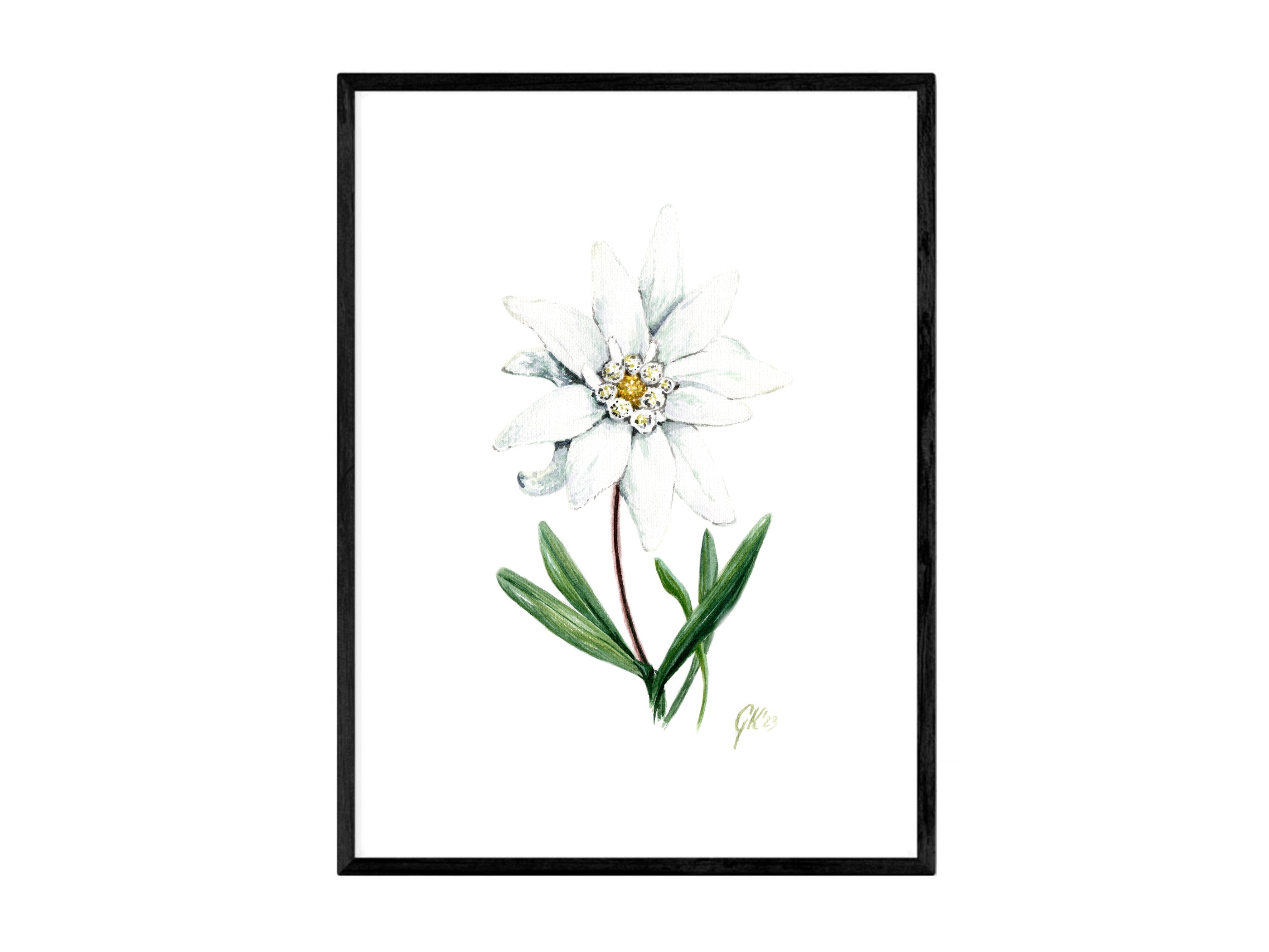Edelweiß (strukturiert) - Fine Art Print | A3 | A4