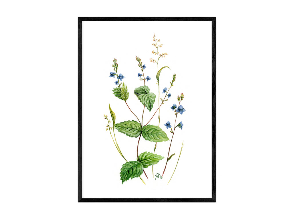 Ehrenpreis - Fine Art Print | A3 | A4