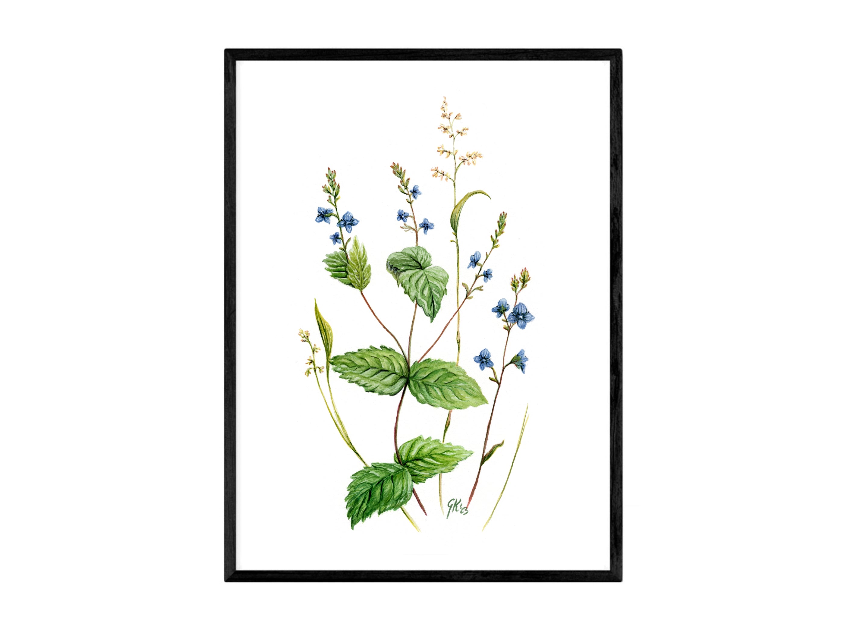 Ehrenpreis - Fine Art Print | A3 | A4