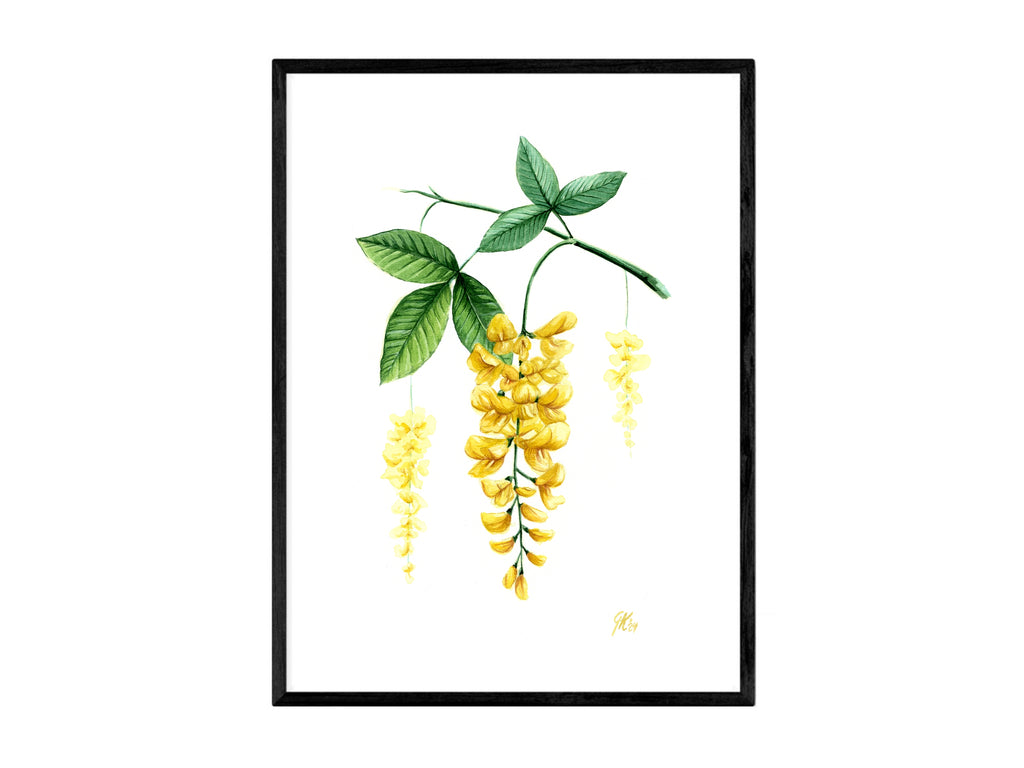 Goldregen - Fine Art Print | A3 | A4